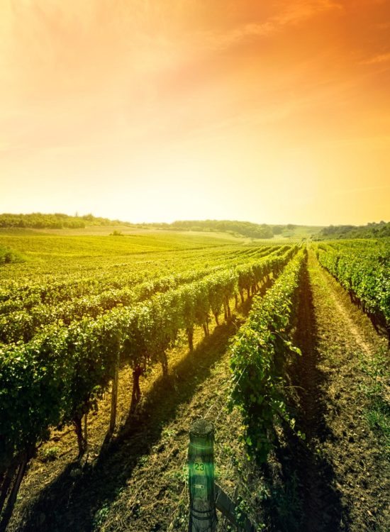 Horeca wijnleverancier